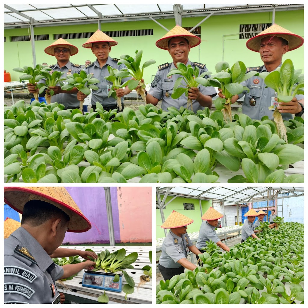 Dukung Program Ketahanan Pangan Nasional, Seksi Giatja Lapas Pekanbaru Terus Produktif Dengan Memanen Sayuran Pakcoy